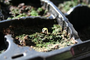 chilli seedling
