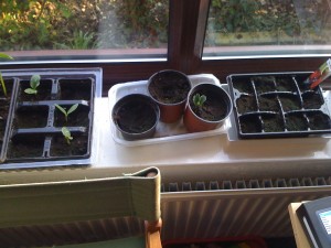 seed pots on windowsill