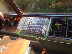 seed pots on windowsill