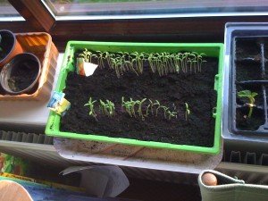 tomato seedlings in propagator