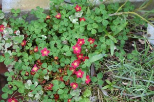 flowers