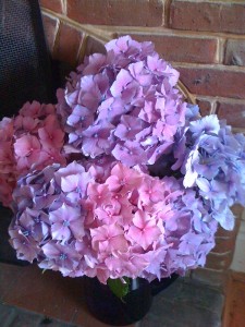 fab-hydrangeas