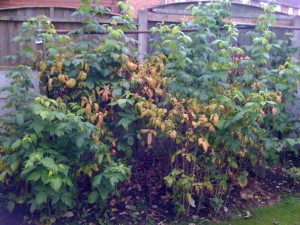 raspberries - before