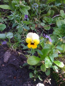 pansies