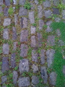 weedy yard