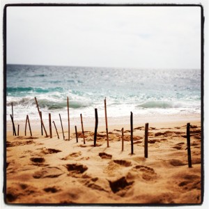 beach fence