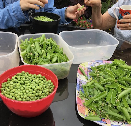 pea shelling party